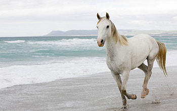 Animals, Horses HD wallpaper