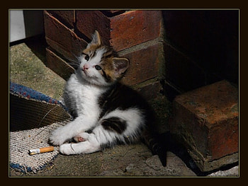 smoking, kitty HD wallpaper