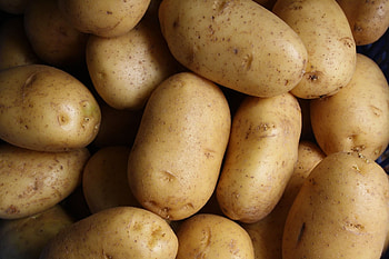 World's largest contender, Not an actual potato, Unusual story, Famous Manila Bulletin article HD wallpaper