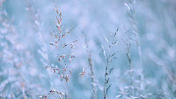 Soft Blue Grasses, blue, summer, grass, spring HD wallpaper