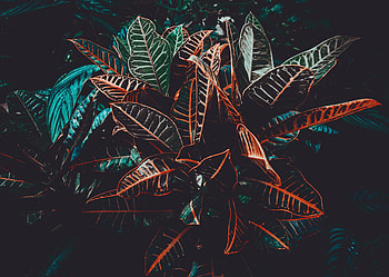 Nature, Leaves, Plant, Veins HD wallpaper