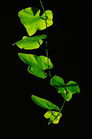 Leaves, Plant, Dark, Close-Up HD phone wallpaper