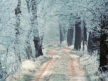 Winter road, winter, frost, white, snow, cold, trees, road HD wallpaper