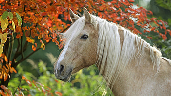 Golden Beauty, Animals, graphy, Fall, Autumn, Horses HD wallpaper