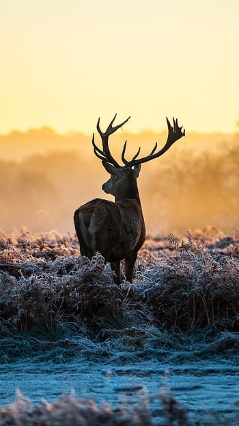 Beautiful Reindeer . ... HD phone wallpaper