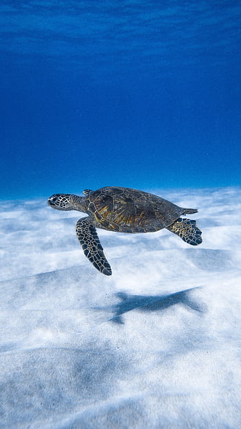 A serene underwater shot of a sea turtle swimming gracefully along the ocean floor. HD phone wallpaper