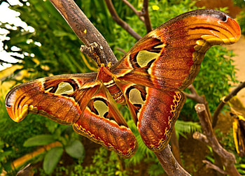 Moth , background , 1920x1200 HD wallpaper