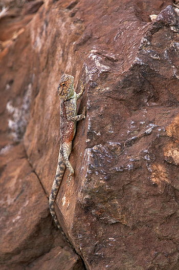 Animals, Rock, Stone, Lizard, Reptile, Iguana, Mimicry HD phone wallpaper