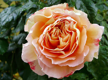 summer rose, rose, summer, bloom, peach HD wallpaper