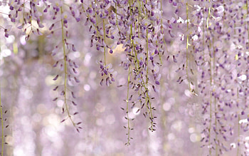 Lilac, Nature, Flowers, Leaves, Plant HD wallpaper