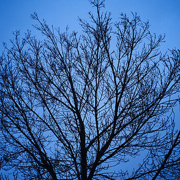 Nature, Sky, Wood, Tree, Branches HD phone wallpaper