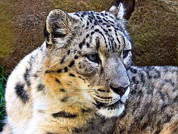 A Rare Snow Leopard, leopard, big, rare, snow, big cat, cat, snow leopard HD wallpaper