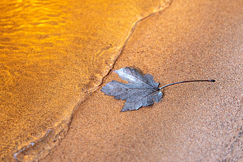 Wet dry leaf, close up HD wallpaper
