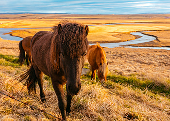 Animals, Grass, Horses, Field HD wallpaper