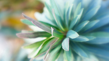 Leaves, Plant, Macro, Petals HD wallpaper