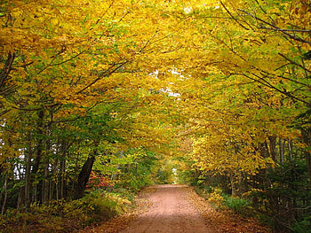 Relaxing Road, trees, autumn, colors, road HD wallpaper