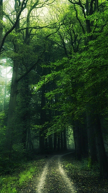 Forest, Green HD phone wallpaper