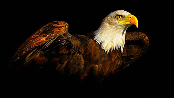 Eagle HD wallpaper