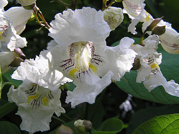 Northern catalpa, Purdue Fort Wayne HD wallpaper
