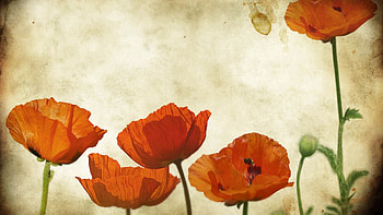 Flowers, Background, Poppies HD wallpaper
