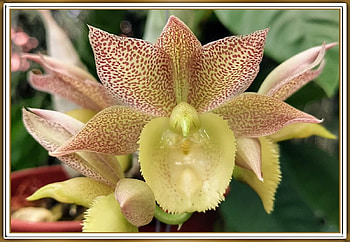 BEAUTIFUL ORCHIDS, NATURE, ORCHID, BEAUTIFUL HD wallpaper