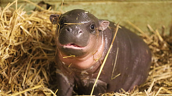 Newborn, Hippopotamus HD wallpaper