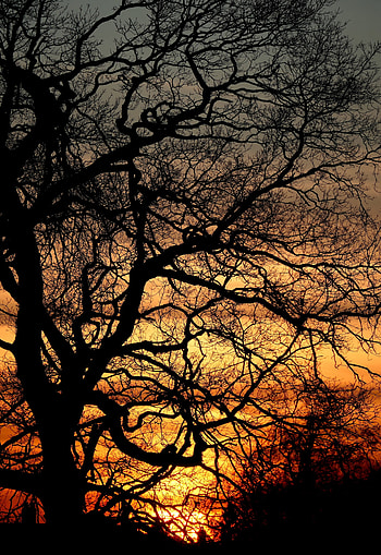 Trees, Sunset, Dark, Silhouettes, Branches HD phone wallpaper