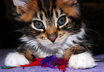 Beautiful kitten, sweet, kitten, cute, lovely HD wallpaper