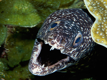 Animals, Moray HD wallpaper