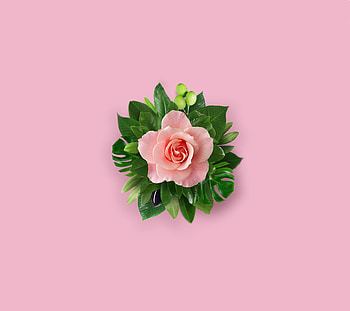 Pink flower, leaves, portrait HD wallpaper