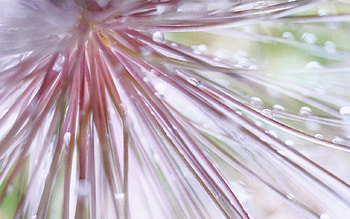 Inside The Flower, nature, flowers HD wallpaper