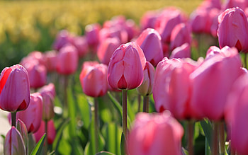 tulips, , evening, sunset, field with tulips, pink tulips, background with tulips, spring flowers HD wallpaper