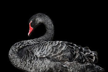 Swan, Animals, Masters of graphy HD wallpaper