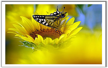 Butterfly Effect, butterfly, effect HD wallpaper
