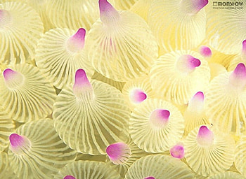 Ocean, starfish, oceans, fish, nature HD wallpaper