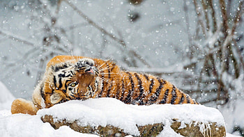 Tiger rolling, Snowy landscape, U , Playful elegance HD wallpaper