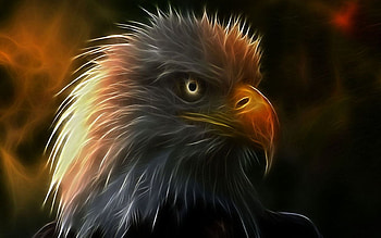 FIRE EAGLE, eagle, bird, form, fire, bald HD wallpaper