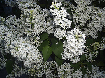 Flowers, Lilac, Branches, Bouquet, Spring HD wallpaper