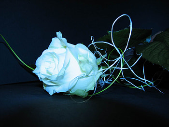 Blue rose, roses, 3d HD wallpaper
