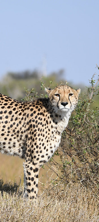 Animal cheetah, Graceful and swift, Exquisite spotted coat, African wilderness HD phone wallpaper