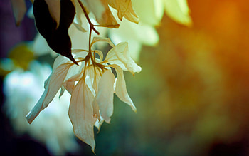 Leaves, Plant, Macro, Petals HD wallpaper