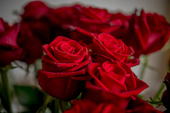 ❤️, Flowers, Roses, Gorgeous, Red HD wallpaper