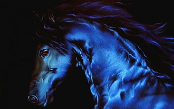 Blacky, Black, Horse, Animal, Blue HD wallpaper