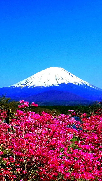 Pink flower with blue lava, pink flower, blue, lava, nature HD phone wallpaper