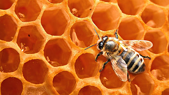 Insects, Bees, Wasps HD wallpaper