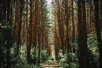 Nature, Trees, Forest, Path, Trail HD wallpaper
