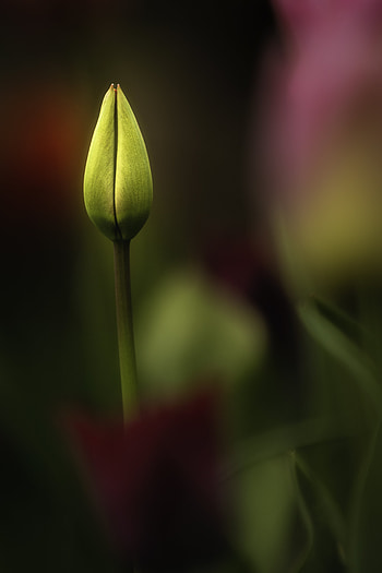 Macro, Bud, Tulip HD phone wallpaper