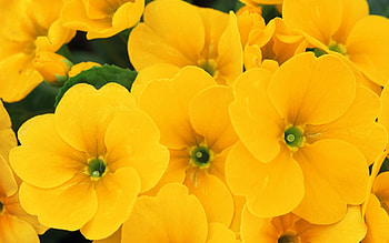 FLOWERS, COLOR, PETALS, LEAVES, NATURE HD wallpaper