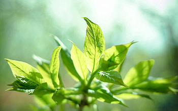 Leaves, Sun, Plant, Macro, Mint, Leaflets HD wallpaper