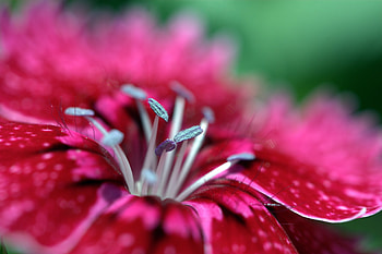 Flower, Macro, Bright, Stamens, Petal HD wallpaper